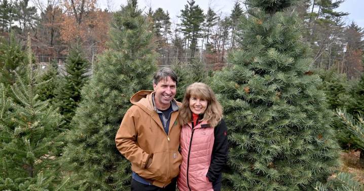 Despite drought, plenty of Christmas trees to trim in NH this season