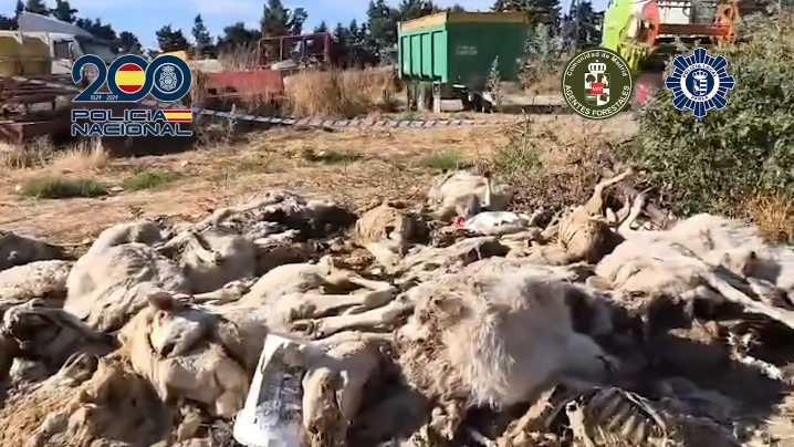 Detenido en Parla por matar y maltratar a decenas de sus ovejas