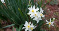 Use booze to help force paperwhites to bloom indoors, and more garden advice from Dan Gill