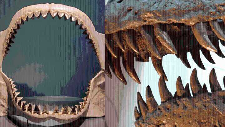 Megalodon VS T. Rex: Who Had The Biggest Teeth?
