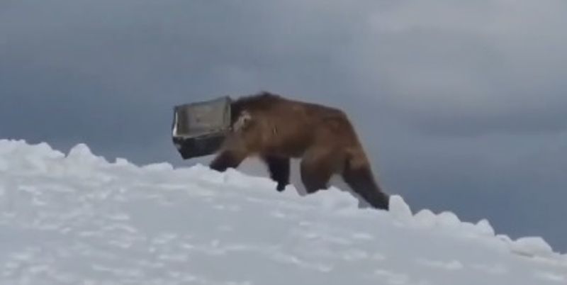 'Bear necessities': Indian Army saves the day in Siachen