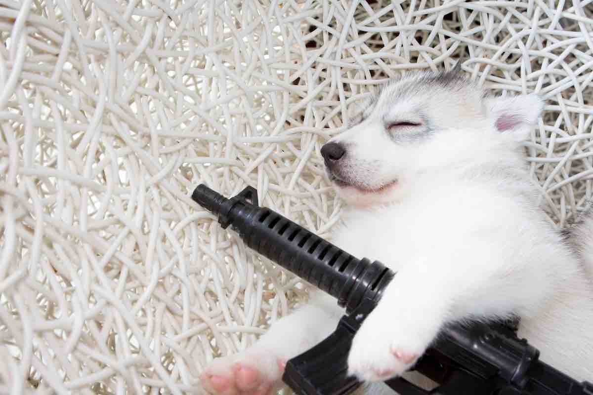 Dog shoots owner in back