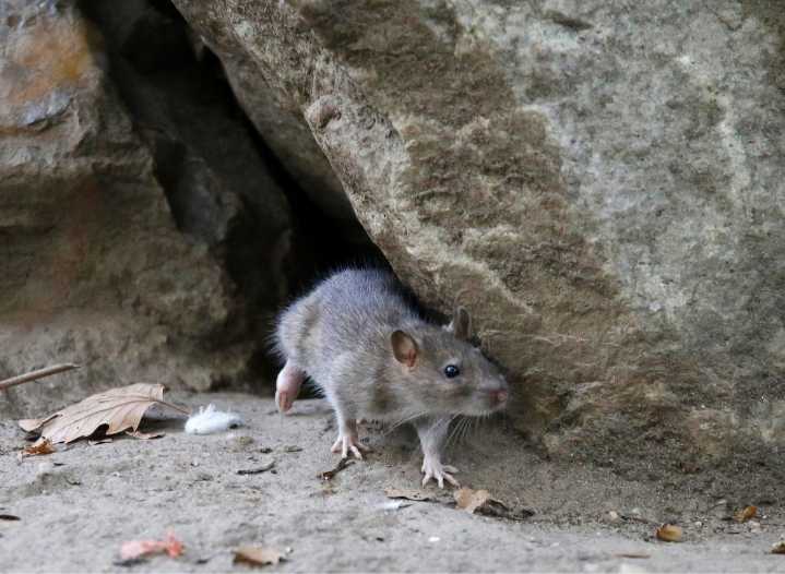 3 Ohio towns among 50 rattiest cities in US, report says