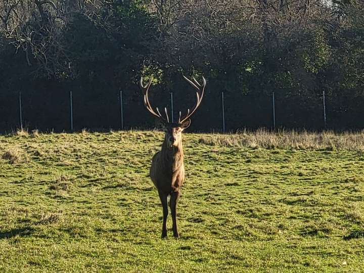 Irish police issue appeal following decapitation of stag in Co Dublin