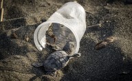 How Much Plastic Kills a Sea Turtle?