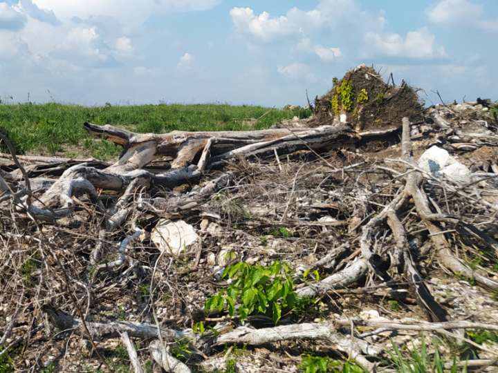ECOCIDIO DESATA FUGA DE FAUNA