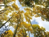 La reintroducción de lobos en Yellowstone regresa a la vida los bosques de álamos luego de 80 años, esta es la razón