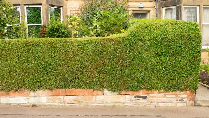 The Popular Landscaping Hedge You Don't Want Growing Next To Your Home