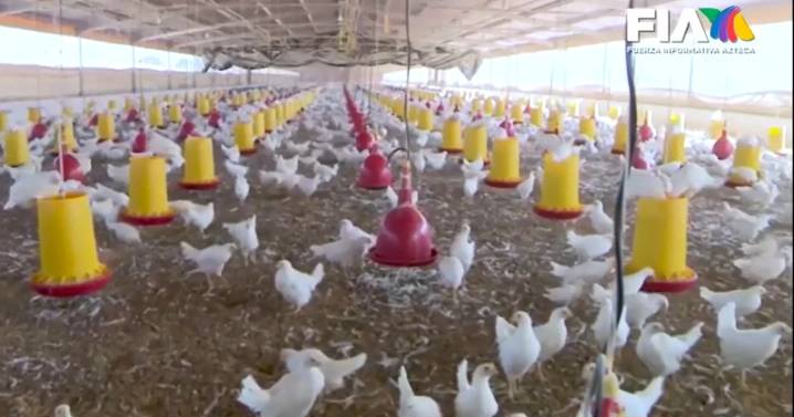 Avicultores bajo presión: crimen organizado así impone precios y extorsiona en la Comarca lagunera