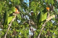 Loro causa sensación al ser captado comiendo semillas en un árbol de Mérida