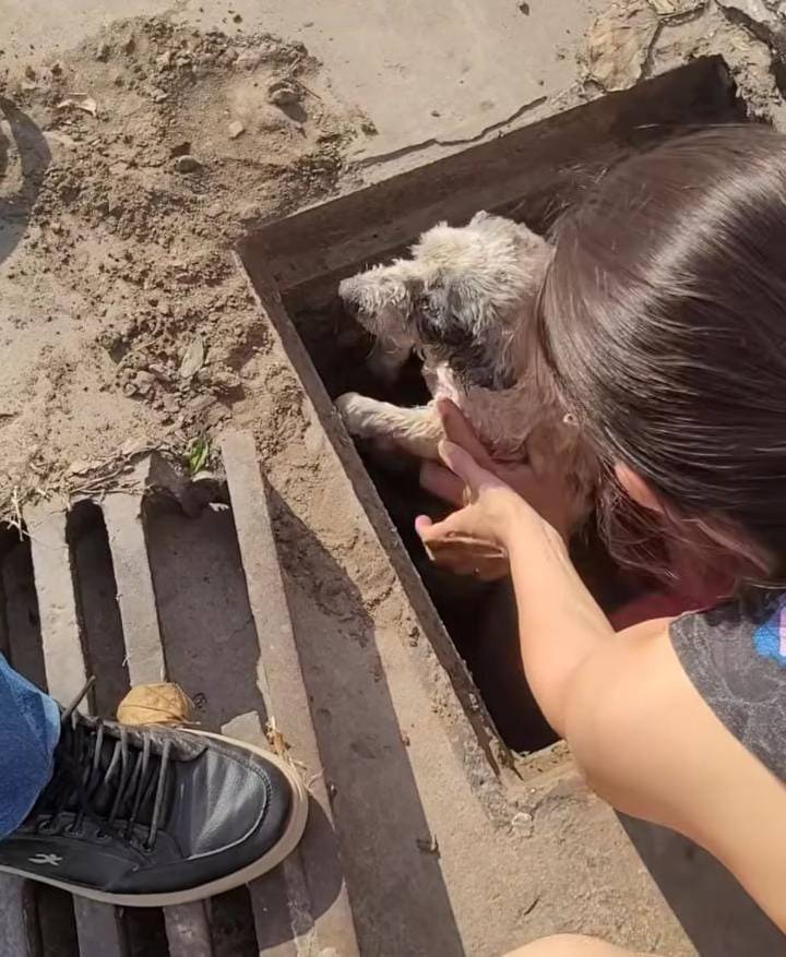 “Era un viejito en estado deplorable”. Estaba por rendirse, pero un ladrido la ayudó a rescatar a un animal atrapado