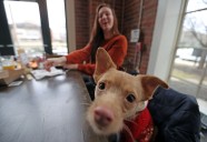 Dogs deserve a Thanksgiving feast too: Cleveland businesses offer pet