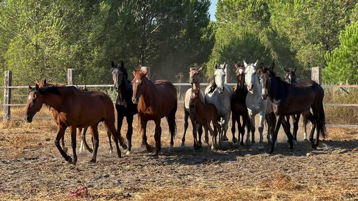 Esta es la profundidad real de la memoria de los caballos