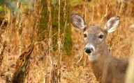Here's what Minnesota deer hunters can expect this season