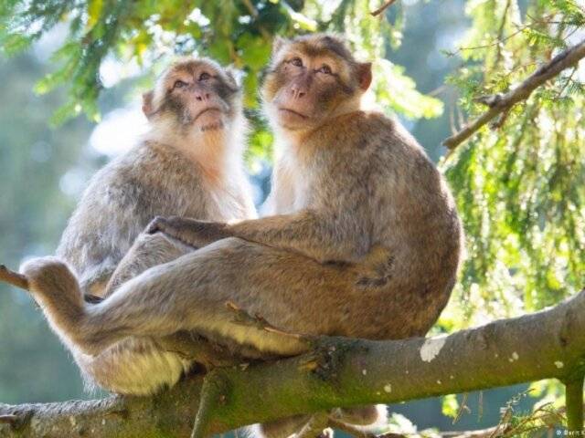 Monos aprenden a seguir el ritmo de los Backstreet Boys: un hallazgo que desafía la ciencia