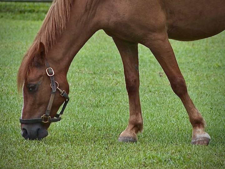 Virus outbreak shuts down Agricenter's equine campus temporarily
