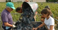 France's 2025 wine output forecast at historic lows
