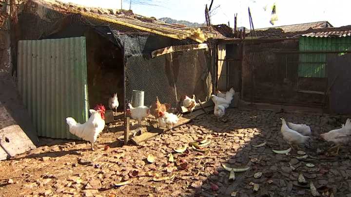 Ampliado el confinamiento de aves de cría a todas las granjas de España por la gripe aviar More