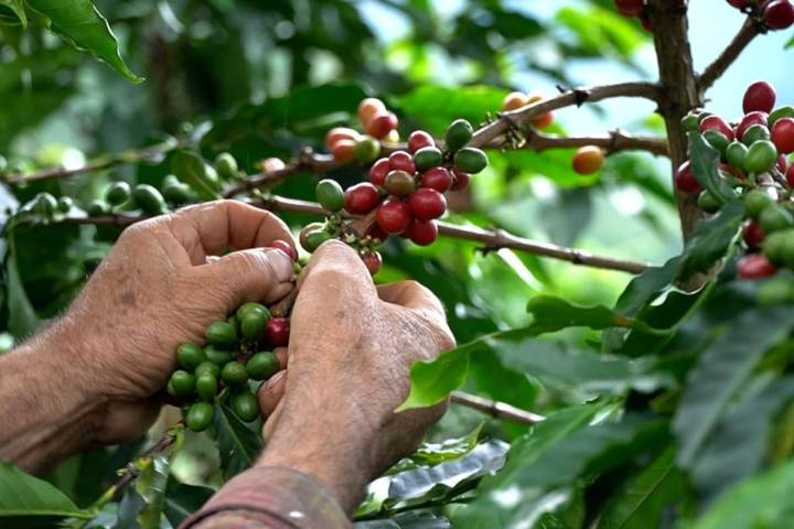Federación de Cafeteros salió fortalecida de su mayor crisis en décadas y consolida una nueva era