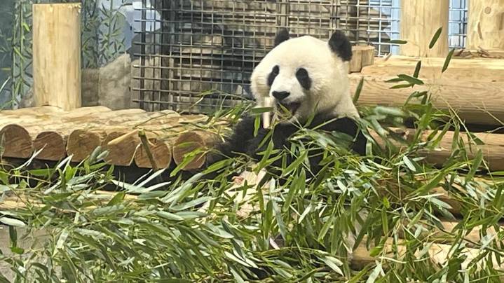 'Giant Panda Cam' back online as Qing Bao and Bao Li return to public view at Smithsonian's National Zoo