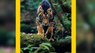This Is The Only Wildlife Reserve In India To Spot Black Tiger