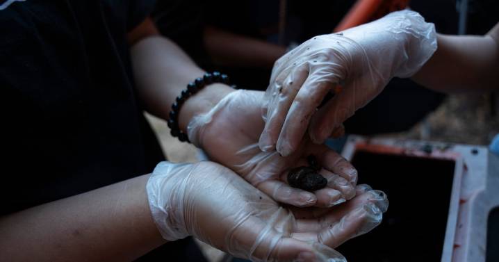 Compost Connectors bring garden education to schools around metro Atlanta