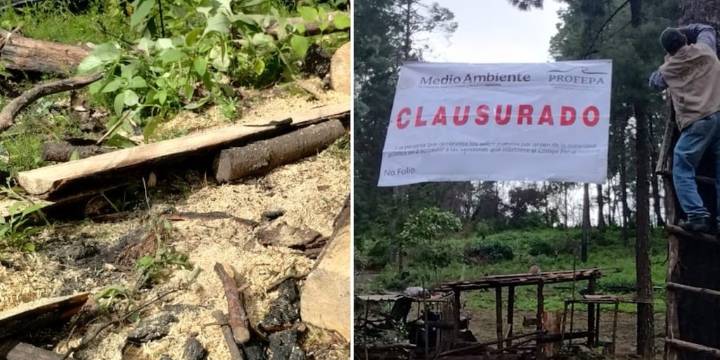 Profepa clausura tres predios en Tetela del Volcán, Morelos: refuerza medidas de protección en zona crítica forestal