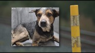 Friends ask public to help save dog after owner fatally struck by train