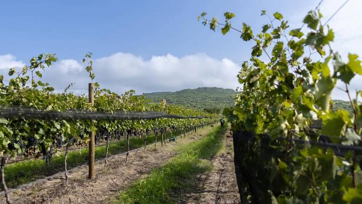 VIÑEDO SAN MIGUEL TRIUNFA EN EL MÉXICO SELECTION BY CONCOURS MONDIAL DE BRUXELLES