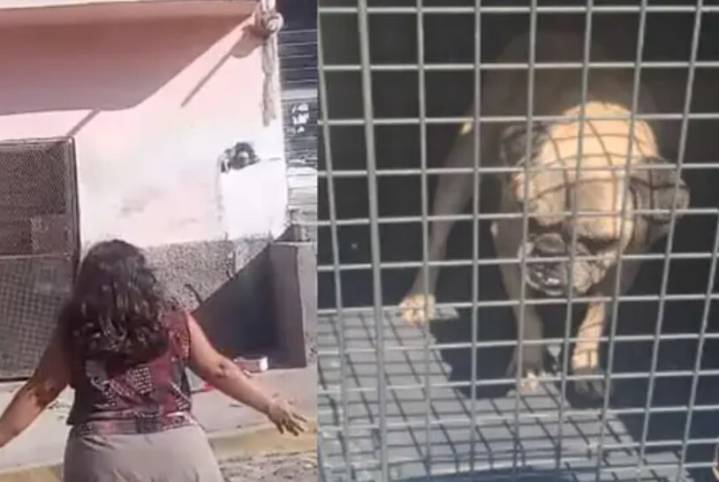 Mujer lanza desde un segundo piso a un perrito