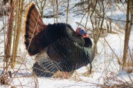 Blane Klemek Outdoors: It's time to talk turkey