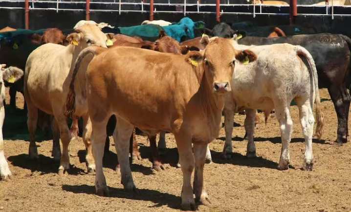 Brooke Rollins afirma que EE.UU. aún no está listo para abrir la frontera al ganado mexicano