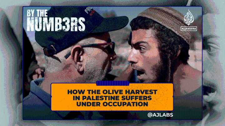 How the olive harvest in Palestine suffers under occupation