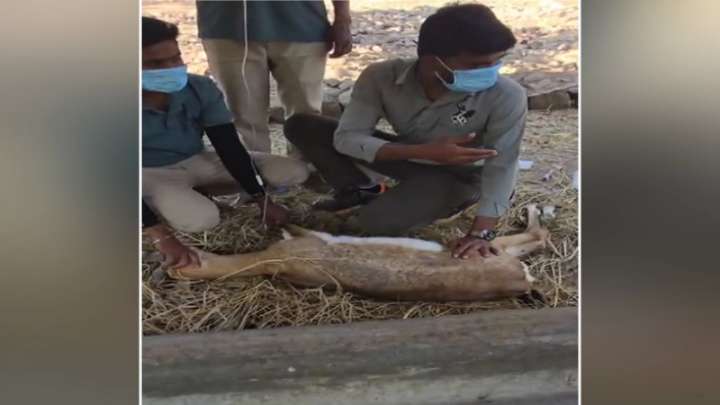Tests confirm blackbucks died of Hemorrhagic Septicemia bacterial infection at Belagavi zoo