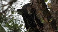 Court date for lawsuit challenging Florida’s bear hunt set