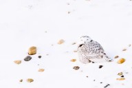 Climate change creates 'poster child' for Canada's new wildlife report