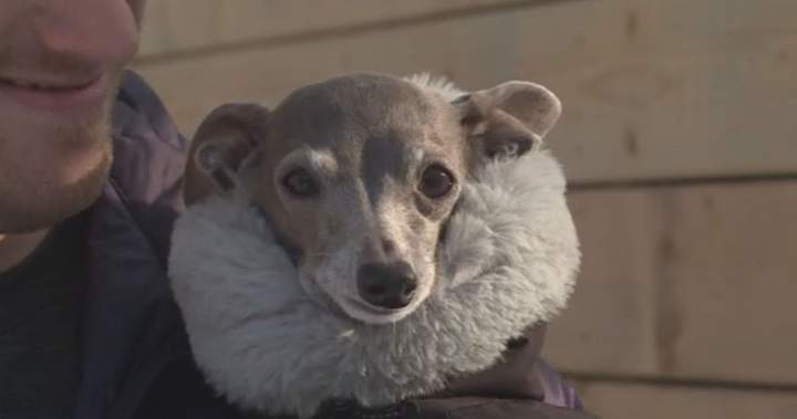 ‘Our hearts are shattered’: Fashion dog Tika the Iggy dies