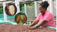 Cacao para la paz: más de 400 familias transforman sus futuros en territorios marcados por el conflicto; conozca sus proyectos en Bogotá