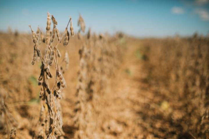 United Soybean Board looks to new and expanding markets amid soy export volatility