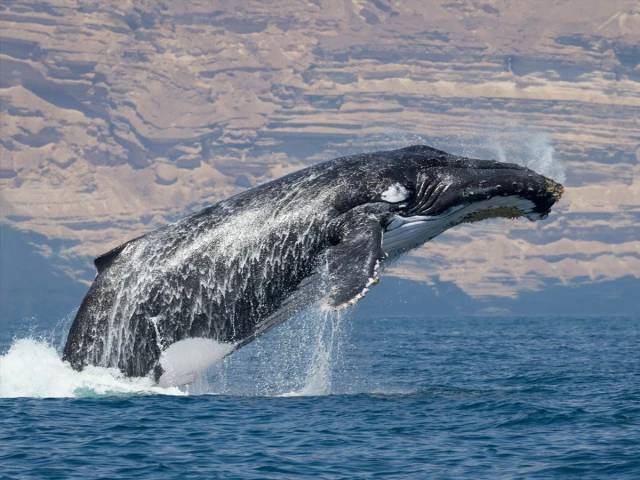 Six endangered Arabian humpback whales sighted near Gwadar