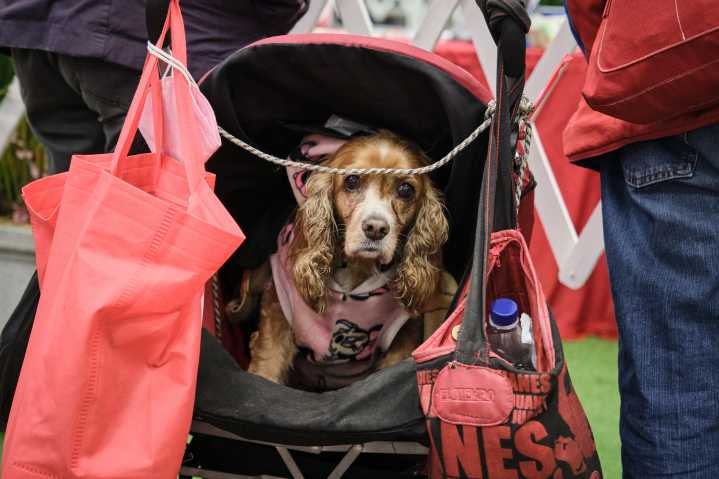 La ciudadanía está cada vez más comprometida con la protección de los animales