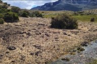 "Bicho terrible": La tucura sapo arrasó un campo de más de 100 años