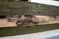 Goat loose in Detroit forces neighbor to take refuge on car roof