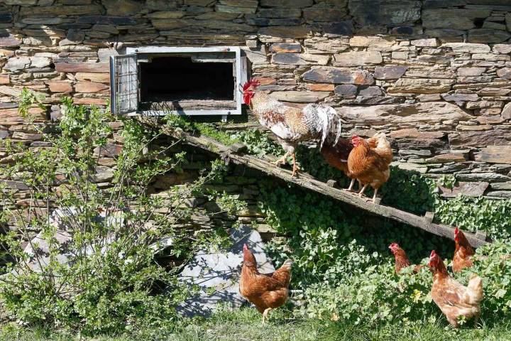 Confinadas aves de corral en 31 municipios cántabros desde el lunes para no propagar la gripe aviar