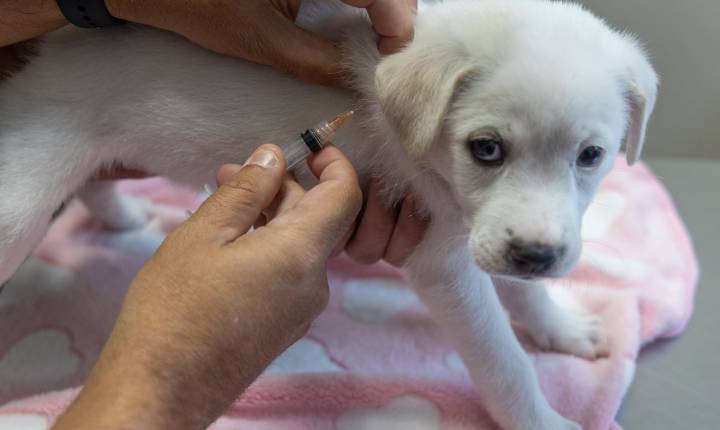 Ojo a los parásitos en mascotas: causas, síntomas y tratamiento