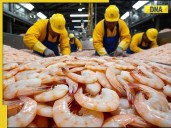 THIS Asian country is second largest shrimp producer in the world after Ecuador