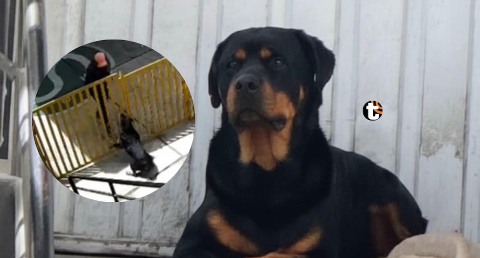 ¡Perrita heroína! Rottweiler frustra asalto armado en grifo de Arequipa: Ladrón intentó dispararle [VIDEO] Un intento de robo terminó en fuga gracias al coraje de ‘Danna’, la rottweiler de dos años qu