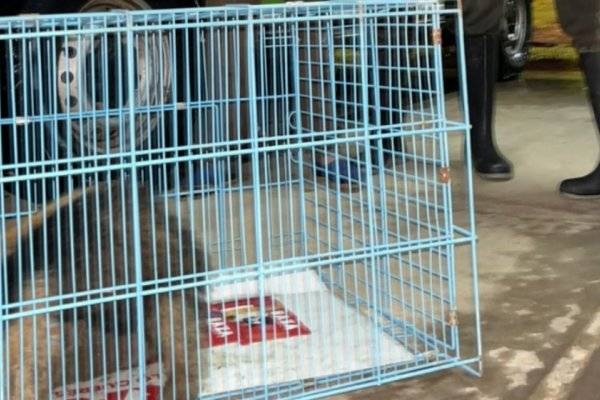 A SU HÁBITAT! Después de un paseo un oso melero vuelve a su lugar natural