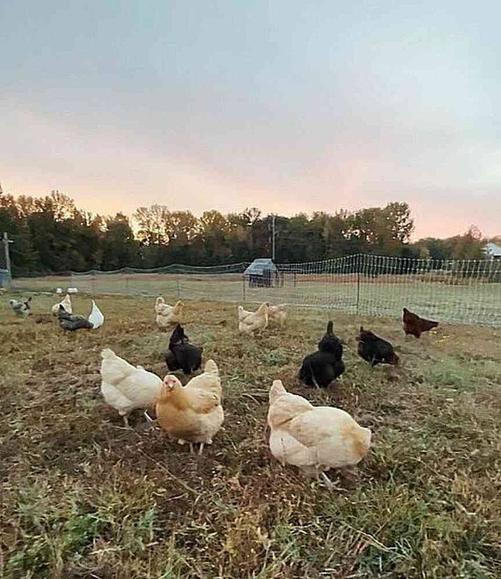 Bird flu alert issued for poultry growers