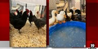 Ducks and roosters surrendered to Friendship APL in need of adoption